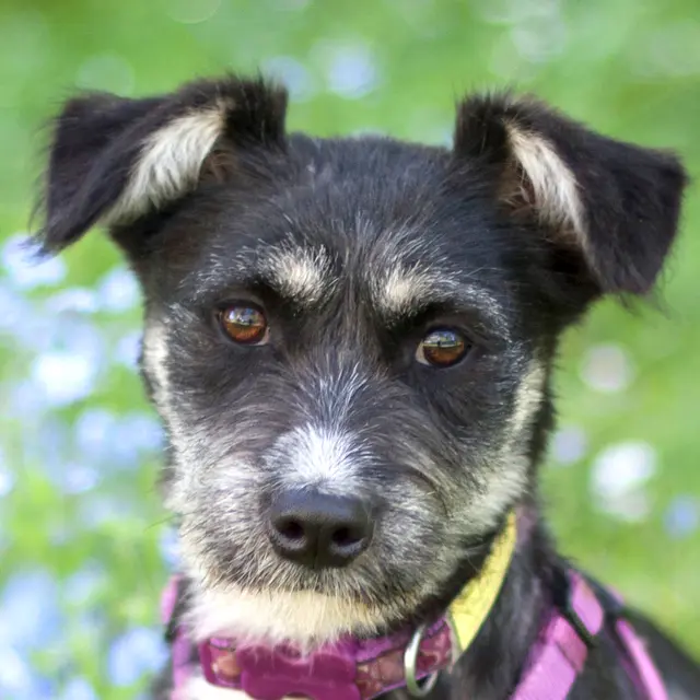 Mit ihren erst sieben Monaten steht Elke am Anfang eines hoffentlich aufregend schönen Hundelebens. | Foto: Tierhilfe Franken