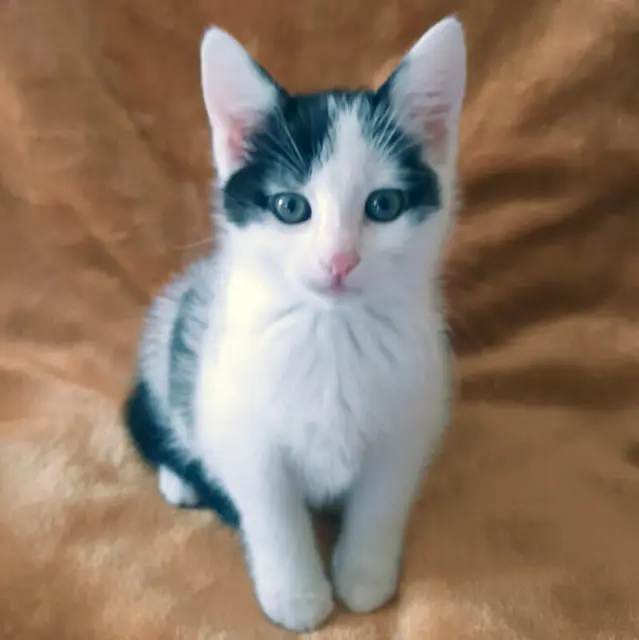 Eddy ist ein echter Herzensbrecher. | Foto: Tierhilfe Franken