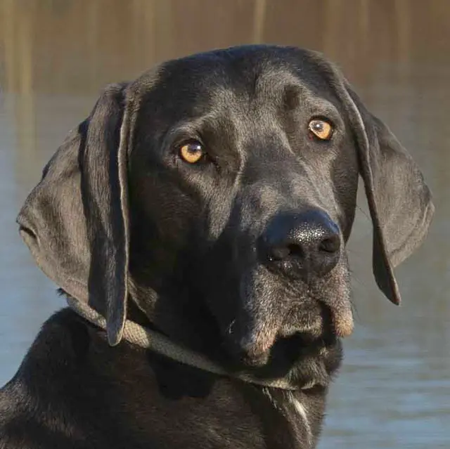 Klare Regeln und keine Katzen: Wer Joe Fritz ein Zuhause schenkt, erlebt, was Treue heißt. | Foto: Tierhilfe Franken