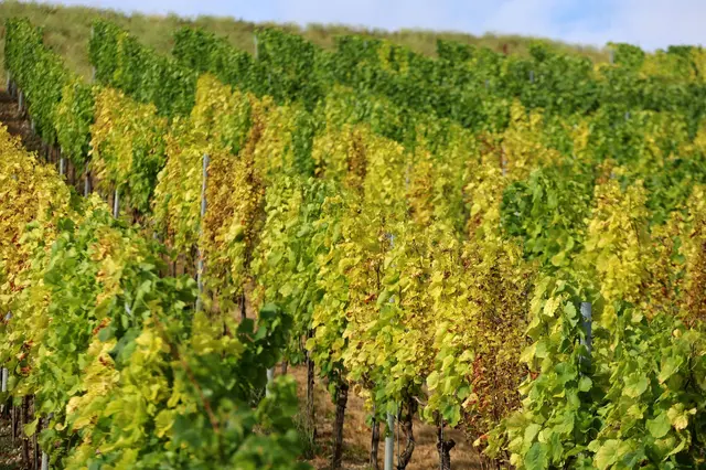Gelbe Blätter deuten auf Nährstoffmangel hin. | Foto: Karl-Josef Hildenbrand/dpa (Symbolbild)