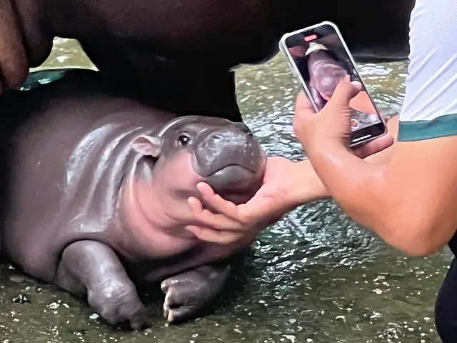 Mit solchen Fotos von ihren rosa Pausbacken wurde Moo Deng zur Internet-Sensation. (Archivbild) | Foto: Carola Frentzen/dpa