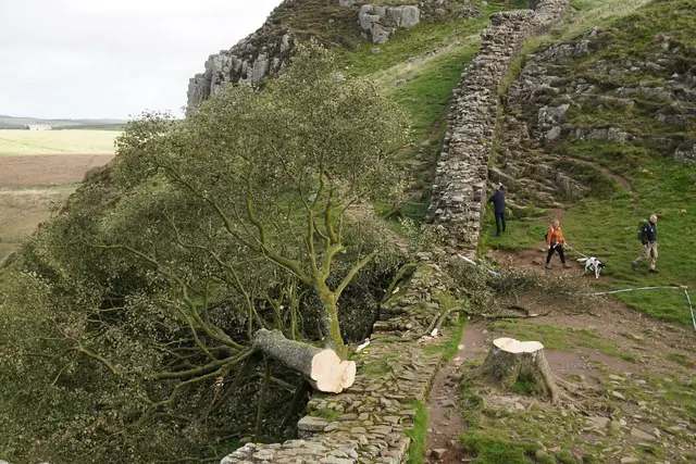 Der ikonische Baum war im September 2023 gefällt worden.  | Foto: Owen Humphreys/Press Association/dpa (Archivbild)