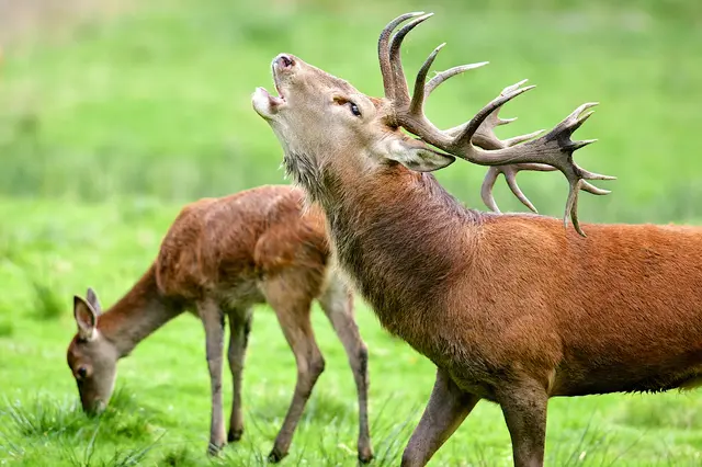 Ein liebestoller Bock buhlt um eine schöne Geis. | Foto: bietau - stock.adobe.com (Symbolbild)