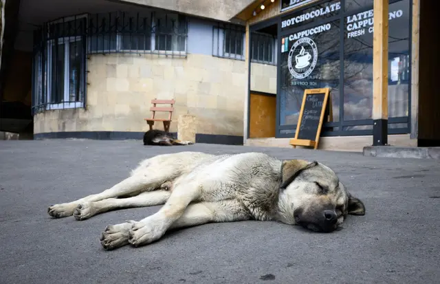 Straßenhunde sind oft gar nicht so unglücklich und allein, wie viele hierzulande meinen. | Foto: Bernd von Jutrczenka/dpa (Archivbild)