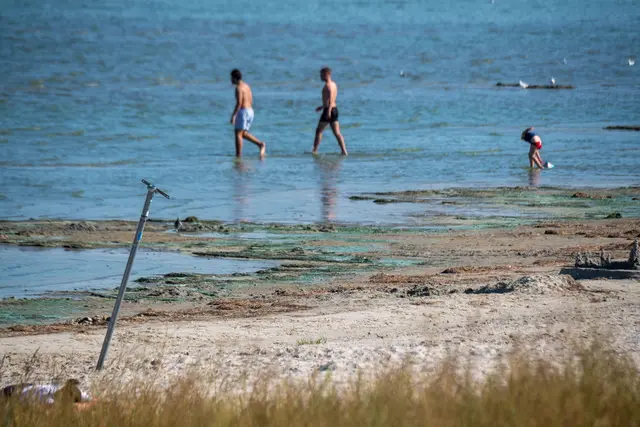 Die meisten in Nord- und Ostsee vorkommenden Quallen sind für den Menschen ungefährlich. | Foto: Frank Molter/dpa (Symbolbild)