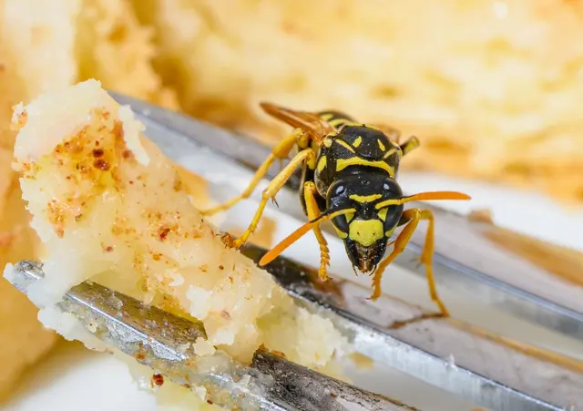 Wer Wespen auf seinem Brot oder Kuchen entdeckt, der sollte am besten die Ruhe bewahren - und nicht nach ihnen pusten oder schlagen. | Foto: Patrick Pleul/dpa (Symbolbild)