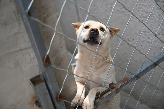 Hunde, die vor dem Hundefleisch-Fest in Yulin gerettet werden, landen oft auf Zhao Xinqis Hof. | Foto: Johannes Neudecker/dpa (Symbolbild)