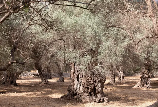 Wassermangel im Sommer ist auf Mallorca nichts Neues.  | Foto: Clara Margais/dpa (Archivfoto)