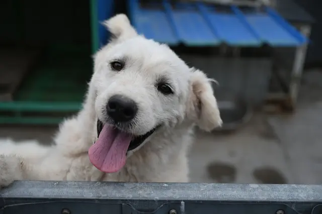 Einige Tiere auf Zhao Xinqis Hof finden auch neue Besitzer im Ausland. | Foto: Johannes Neudecker (Symbolbild)