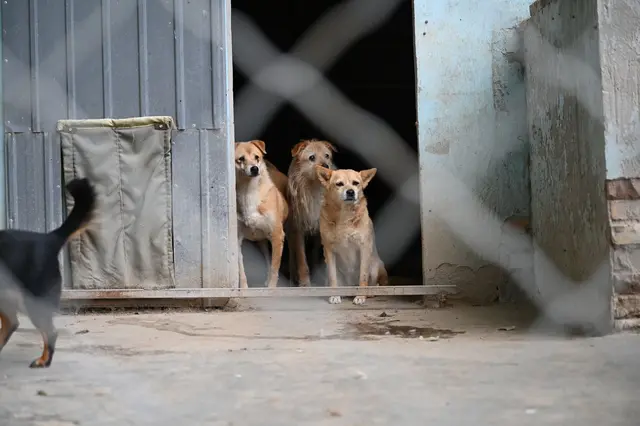Manche Besitzer in China setzen ihre Hunde aus, etwa wenn sie umziehen müssen oder keine Zeit mehr haben. | Foto: Johannes Neudecker/dpa (Symbolbild)