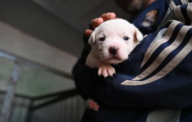Welpen werden vielerorts in China teilweise auf der Straße verkauft. | Foto: Johannes Neudecker/dpa (Symbolfoto)
