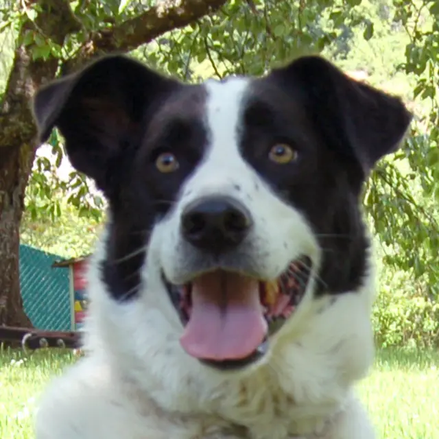 Badou ist ein liebevoller und zutraulicher Hundebub. | Foto: Tierhilfe Franken