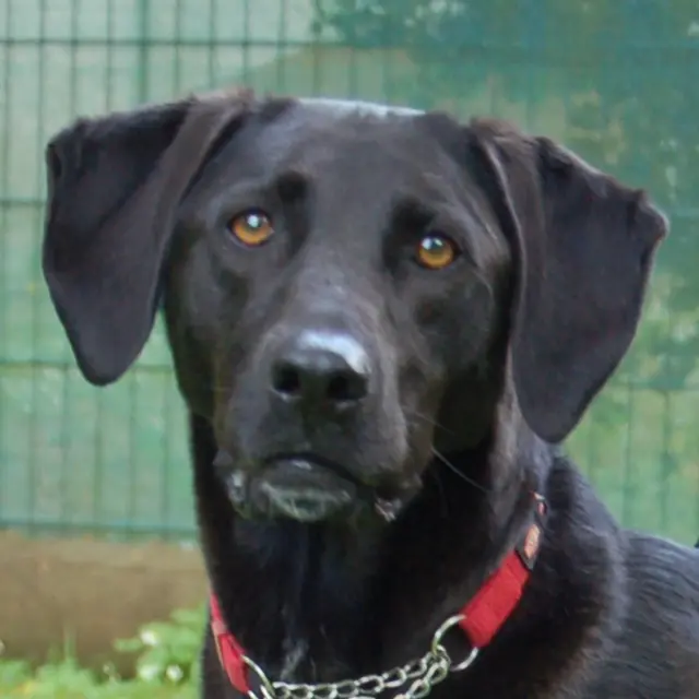 Misty ist ein netter Kerle, nur Kleintiere sollen nicht in seiner Umgebung sein. | Foto: Tierhilfe Franken