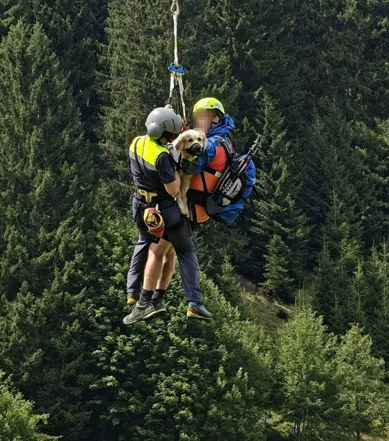 Die Tierärzte stellen der schwer verletzten Hündin eine optimistische Prognose aus.  | Foto: Handout-Foto/Unbekannt/LPD VORARLBERG/APA/dpa