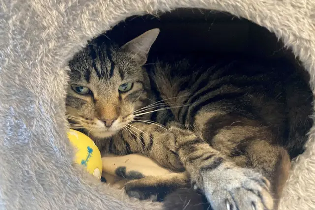 Kater Ben im Tierheim «Katzenparadies» Neustrelitz. | Foto: Ulrike von Leszczynski/dpa