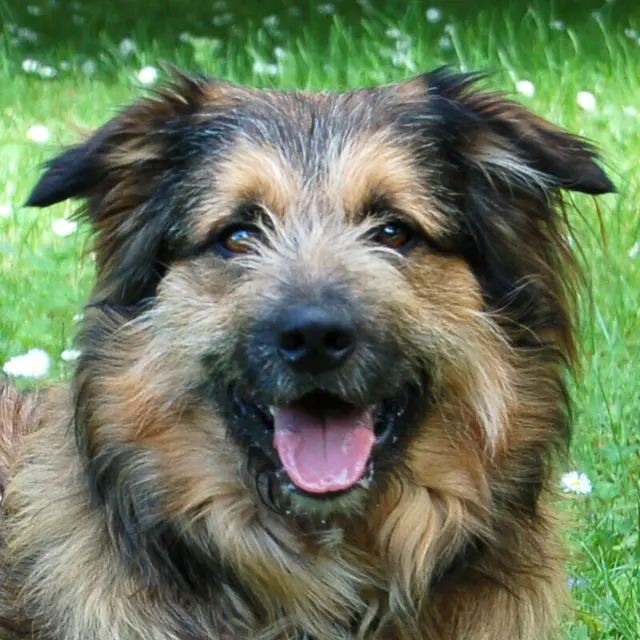 Sky ist ein treuer Freund und Beschützer. | Foto: Tierhilfe Franken