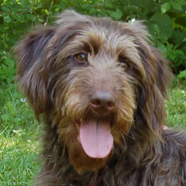 Die schöne Ilse, jeder will se. | Foto: Tierhilfe Franken