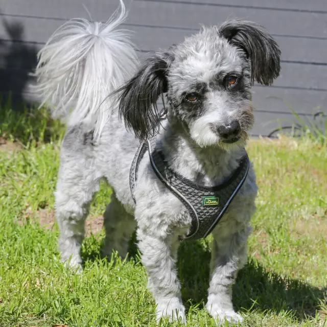 Wer Gottlieb ein neues Zuhause gibt, bekommt auch das passende Körbchen gratis dazu. | Foto: Tierhilfe Franken