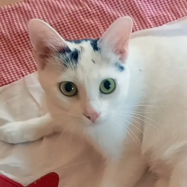 Schneewittchen ist ein echte Traum-Mieze. | Foto: Tierhilfe Franken