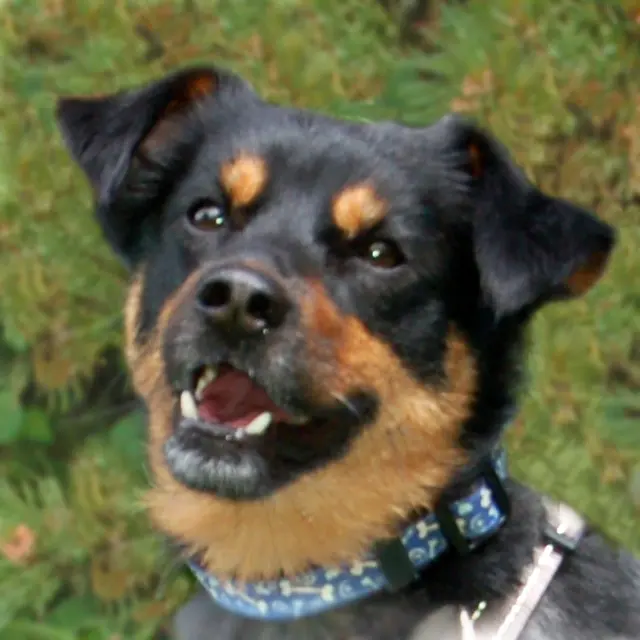 Rüde Lego: Ihr Baustein für eine glückliche Zukunft. | Foto: Tierhilfe Franken