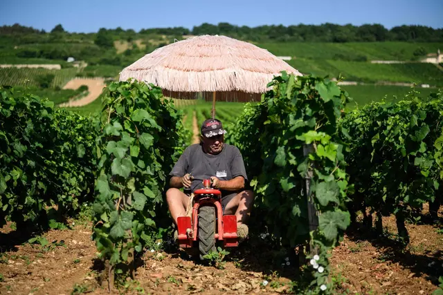 Neben Lieferdiensten und Bauarbeitern ist die Landwirtschaft besonders von Hitze betroffen. | Foto: Arnaud Finistre/AFP/dpa (Archivbild)
