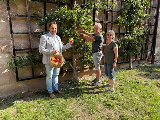 Bis Ende August werden die Obstbäume auf städtischen Flächen von den Stadtgärtnern wieder mit einem gelben Band bestückt, wie hier Stadtgärtner Horst Hirschl mit Roths Erstem Bürgermeister Andreas Buckreus und Stadtratsmitglied Andrea Schindler.  | Foto: Stadt Roth