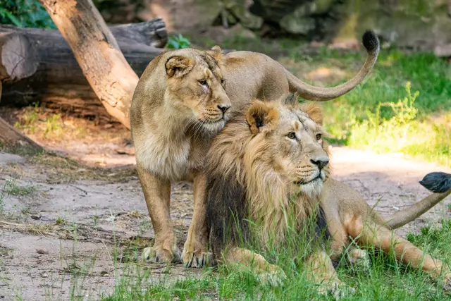 Die Asiatischen Löwen Aarany (links) und Kiron in der Löwen-Außenanlage im Tiergarten der Stadt Nürnberg am 11. Juni 2023. | Foto: Tom Burger / Tiergarten Stadt Nürnberg)