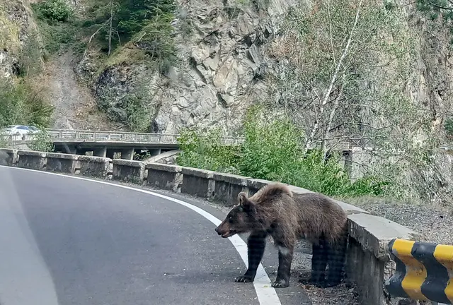 Ein etwa fünf Jahre alter Jungbär auf der Bergstraße Transfagarasan in den rumänischen Karpaten knurrt Autofahrer an.
 | Foto: Kathrin Lauer/dpa