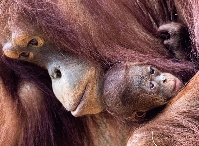 Orang-Utans sind faszinierend und einzigartig - und leben nur auf den Inseln Sumatra und Borneo. | Foto: Jens Büttner/dpa (Archivbild)