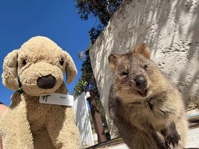 Jack erlebt große Abenteuer - so ließ er sich mit einem einheimischen Quokka auf Rottnest Island fotografieren. | Foto: Holiday Inn Perth City Centre/dpa