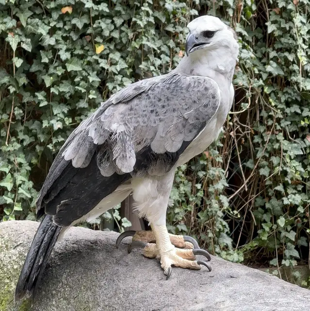 Amaya wiegt inzwischen knapp acht Kilo und hat damit schon das Gewicht ihrer Mutter erreicht. Dass es sich bei ihr um einen Jungvogel handelt, ist unter anderem am überwiegend hellen Brustgefieder und dem weißen Kopf zu erkennen. Erst im Erwachsenenalter verfärbt sich das Brustschild schwarz und der Kopf grau.
 | Foto: Luisa Rauenbusch / Tiergarten Stadt Nürnberg