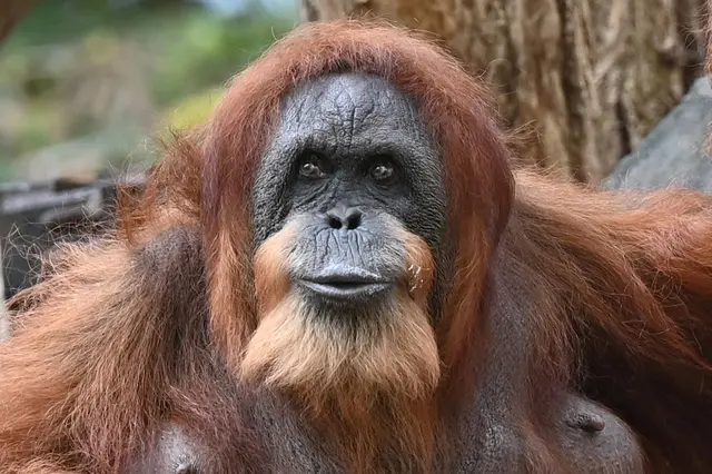 Seit mehr als 60 Jahren lebt Bella schon im Tierpark Hagenbeck - dank menschlicher Pflege und medizinischer Versorgung. | Foto: David Hammersen/dpa