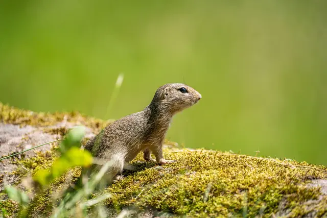 Ziesel sind kleine, etwa 200 bis 400 Gramm schwere Nagetiere. Hier eine Aufnahme aus dem Tiergarten Nürnberg.
 | Foto: Tiergarten Nürnberg / Tom Burger