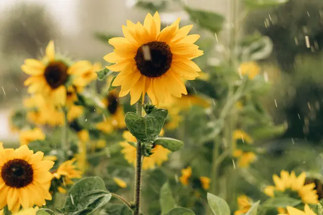 Aktuell stehen die Sonnenblumen in voller Blüte. Doch das Wetter zeigt sich - zumindest in Bayern - in den nächsten Tagen eher herbstlich. | Foto: Elena-stock.adobe.com (Symbolbild)