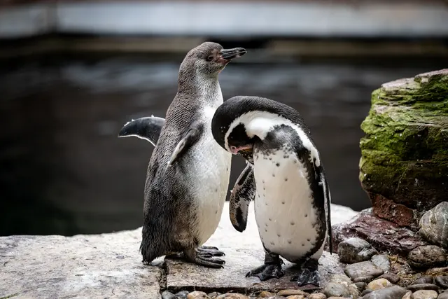 Auch wenn die Jungvögel schon fast genauso groß sind wie die adulten Tiere und als ausgewachsen gelten – an ihrem Gefieder sind sie gut zu erkennen: Anders als die erwachsenen Pinguine tragen sie beispielsweise noch keinen schwarzen Streifen über der Brust.

 | Foto: Tiergarten Nürnberg / Thomas Hahn