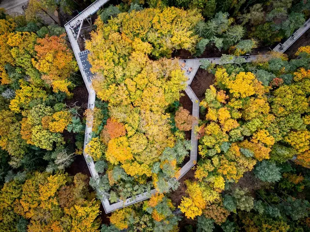 Der Klimawaldpfad im Tiergarten führt Gäste steigungsfrei durch alle Stockwerke des Waldes – vom Boden bis zur Krone. 
 | Foto: Tiergarten Nürnberg / Thomas Hahn)