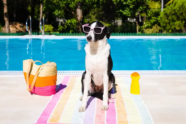 Die infra öffnet am 20. September 2025 die Pforten für Hunde und ihre Begleitung! | Foto: Dirima / stock.adobe.com