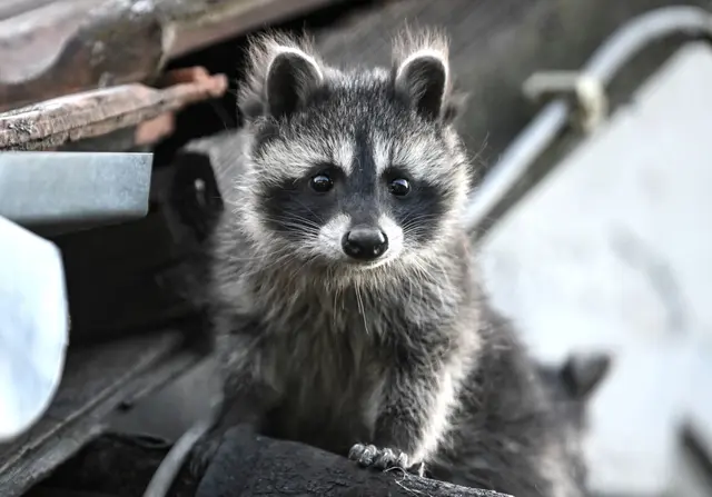 (Symbolbild) | Foto: © Britta Pedersen/dpa