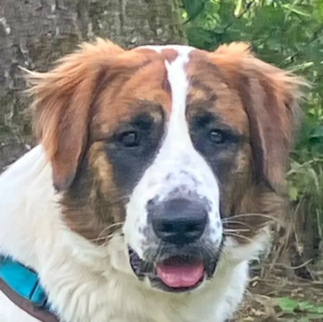 Patch ist ein Roh-Edelstein. Mit Geduld und konsequenter Erziehung wird bald ein Prachthund aus ihm werden. | Foto: Tierhilfe Franken