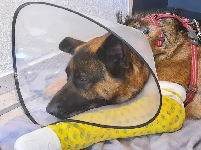 Schäferhund Bubile musste eine weitere Operation über sich ergehen lassen. Jetzt gibt es Hoffnung auf eine langfristige Genesung. | Foto: Tierhilfe Franken