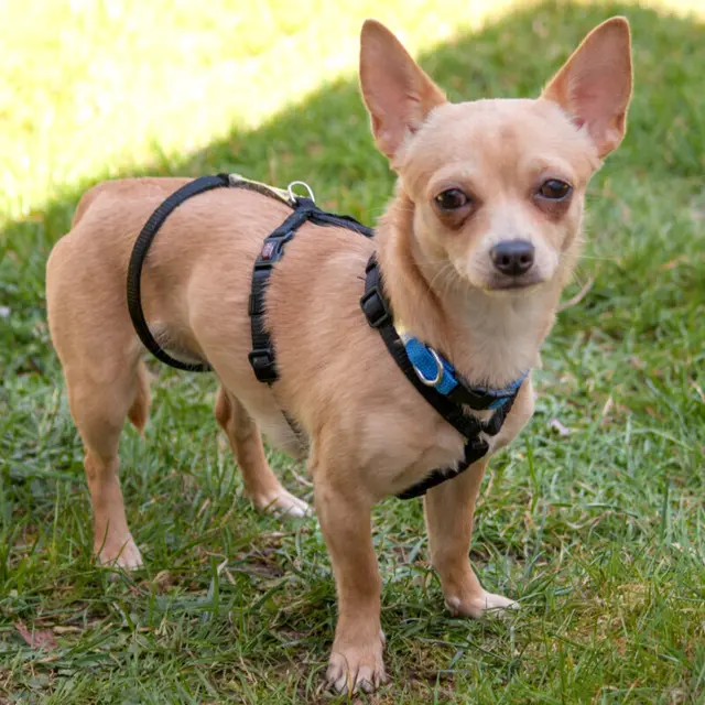 Madita steht am Anfang eines aufregenden Hundelebens, das sie gerne mit einer lieben Familie teilen möchte. | Foto: Tierhilfe Franken