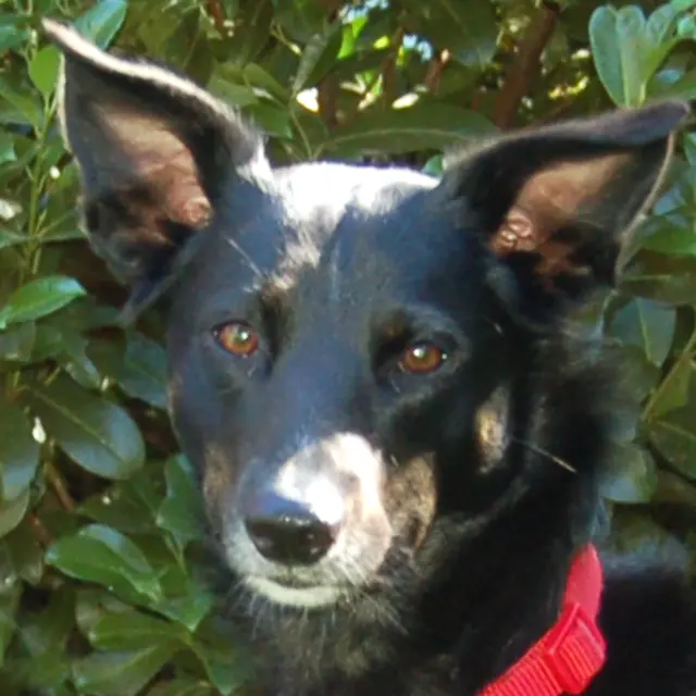 Roxalie ist eine umgängliche Hundedame. Auf Katzen kann sie jedoch gerne verzichten. | Foto: Tierhilfe Franken