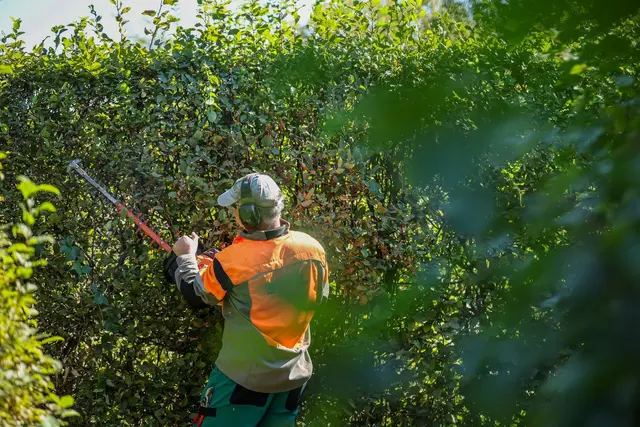 Ab Oktober sind wieder radikale Schnitte bei Hecken erlaubt.  | Foto: Jan Woitas/dpa (Symbolbild)