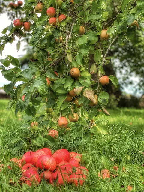 Regionale Ernährung war einst die Normalform und prägte unsere heutige Esskultur: Beinahe alle bekannten traditionellen Rezepte entspringen der saisonalen Verfügbarkeit – oder Knappheit – von Zutaten. | Foto: Nicole Fuchsbauer