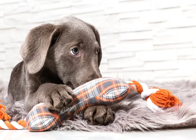 (Symbolbild) | Foto: © bmf-foto/AdobeStock