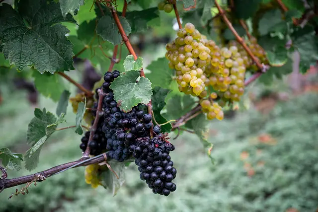 Die Weinernte fällt geringer aus als zu Beginn erwartet. | Foto: Daniel Vogl/dpa (Archivbild)