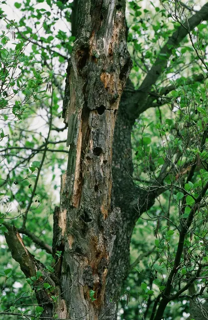 Hitze und Trockenheit haben etlichen Eichen zugesetzt. | Foto: Norbert Rosing