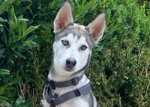 Aus Bon wird einmal ein stattlicher Husky werden. | Foto: Tierhilfe Franken