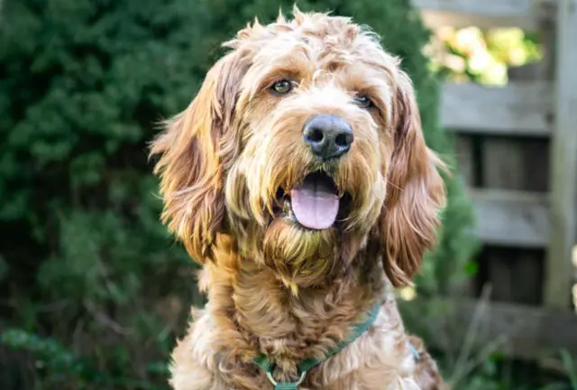 Misha Doo | Foto: Tierhilfe Franken