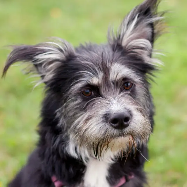 Elke mag nicht nur Hunde, sondern zählt auch andere Kleintiere zu ihren Freunden. | Foto: Tierhilfe Franken